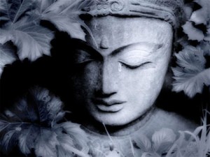 tear_of_buddha_01